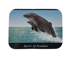 Delfiner i vannet, klipp ut klistremerke 70x52mm