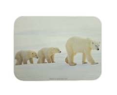 Isbjørn i snøen med unger-klistremerke