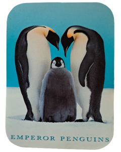 Keiserpingviner med unge, klistremerke 70x52mm