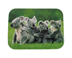 Koalabjørner firkantet klistremerke 70x52mm