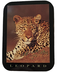Leopard klistremerke 70x52mm