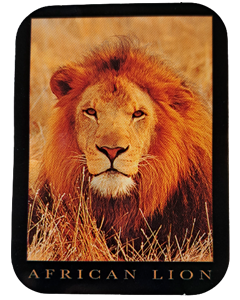 Afrikansk løve-klistremerke 70x52mm