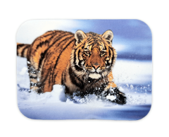 Tiger i snø klistremerke 52x70mm