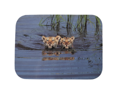 Tigerunger i vann klistremerke 70x52mm