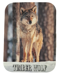 Klistremerke samlekort med ulv 70x52mm